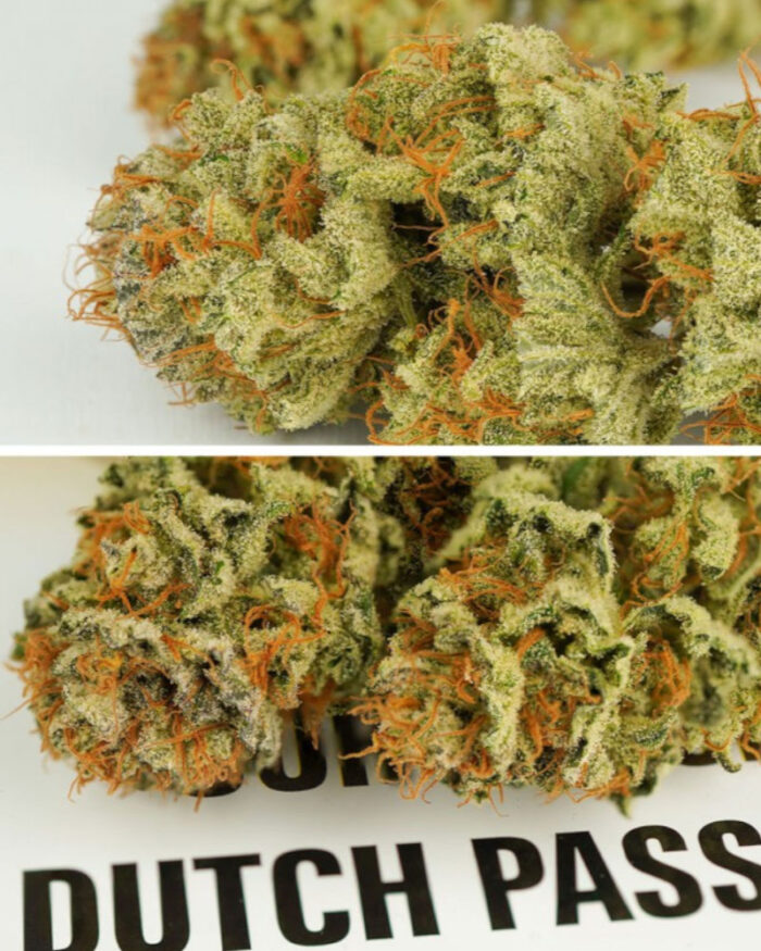 Auto Mokum's Tulip