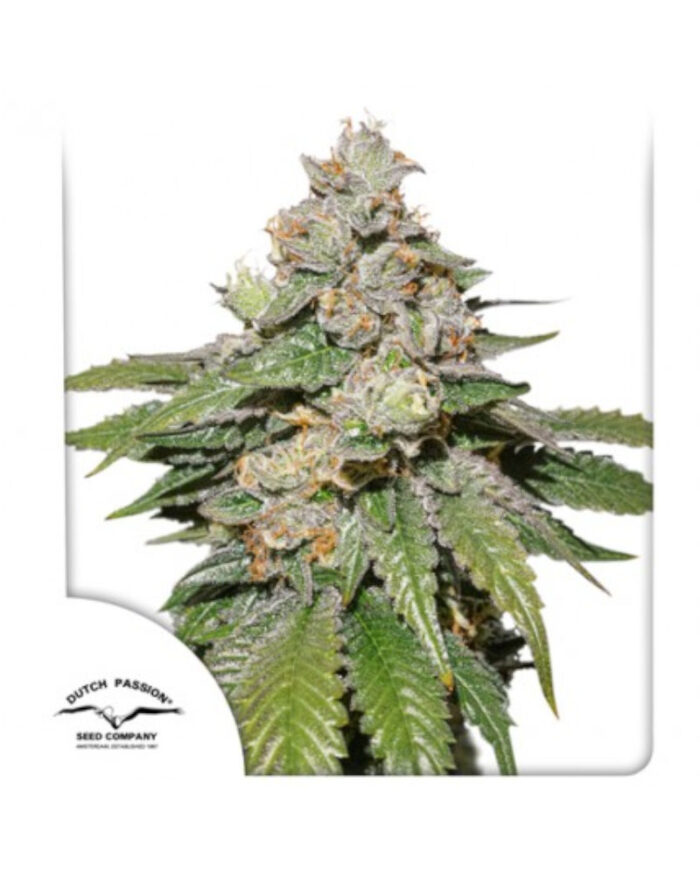 Auto Mokum's Tulip