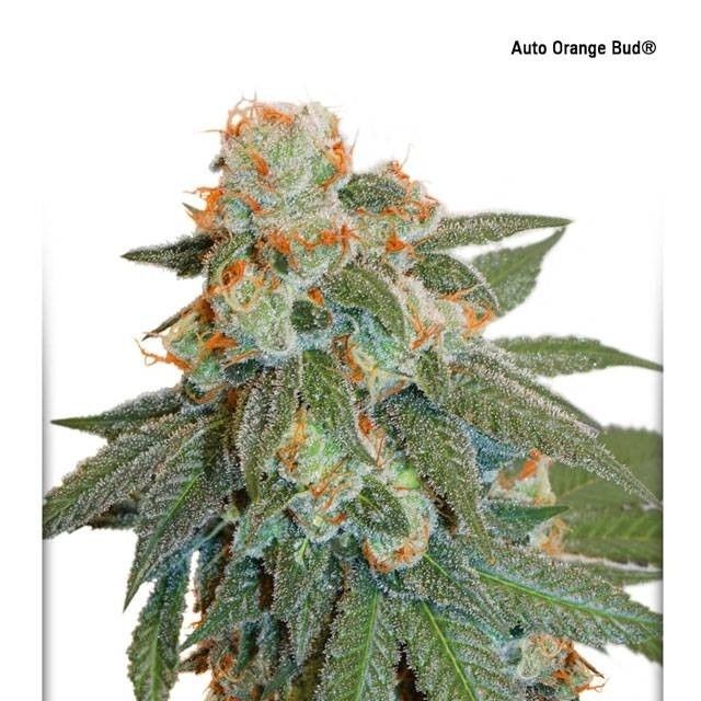 Auto Orange Bud