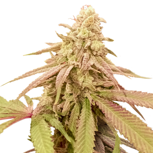 Auto Purple OG Punch