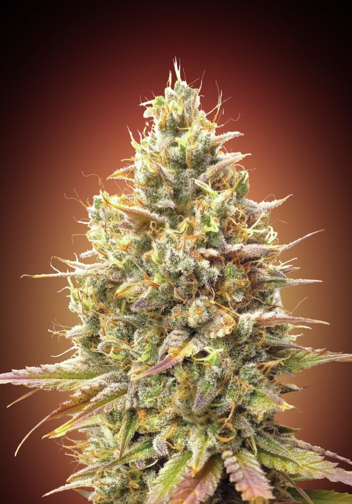 Auto Strawberry Banana