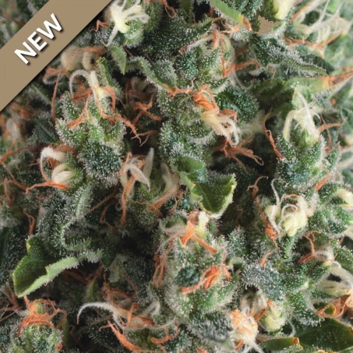 Auto Super OG Kush