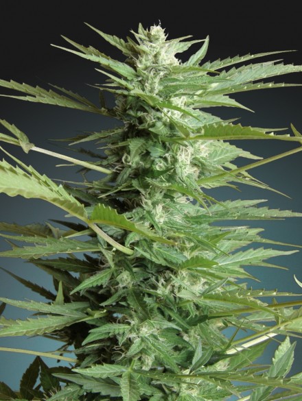 Auto Sweet Dwarf