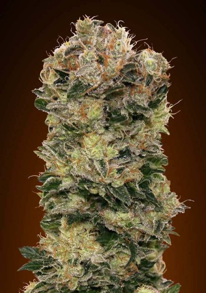 Auto Sweet Somango