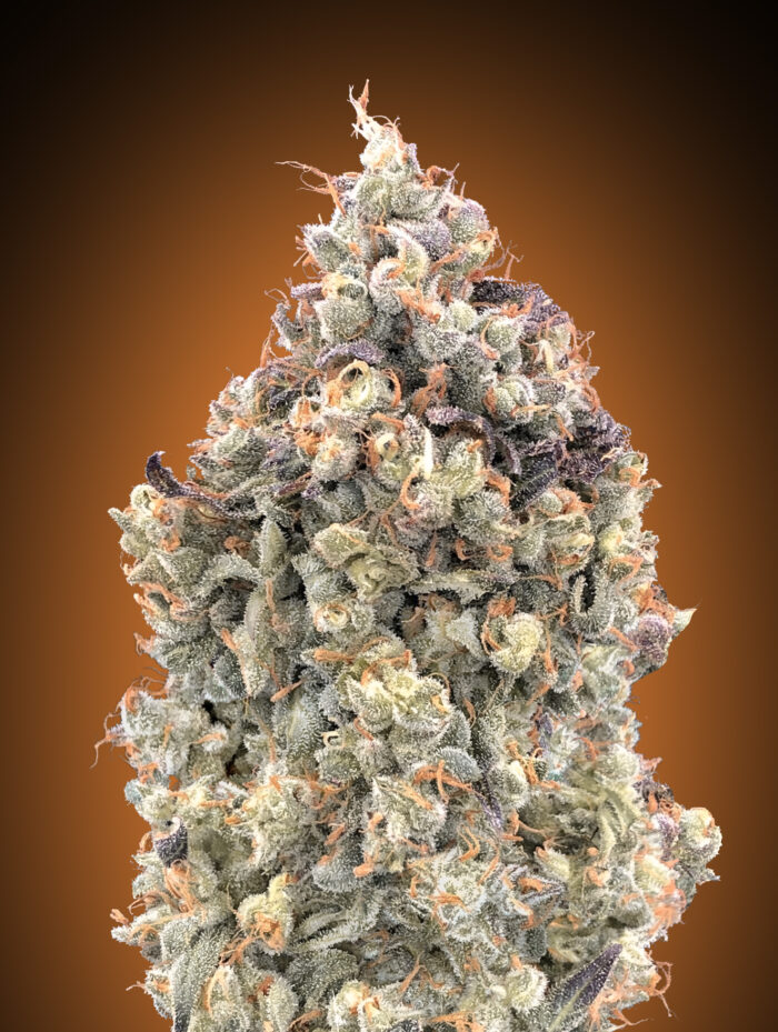 Auto Watermelon OG