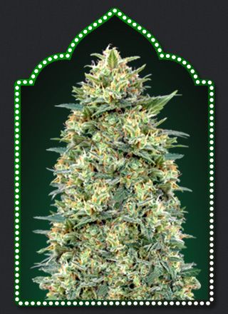 Auto White Widow