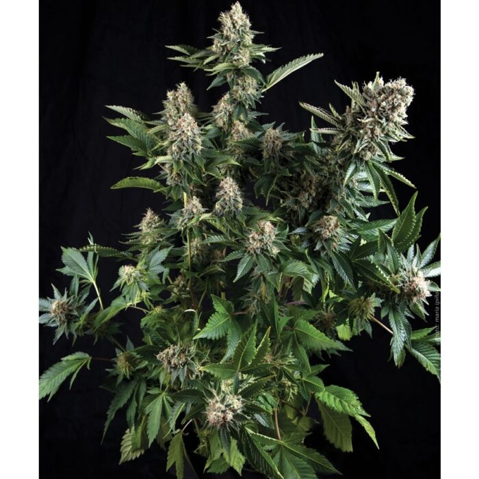 Auto White Widow
