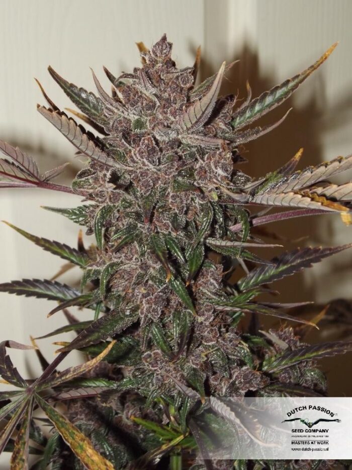 Auto Blackberry Kush