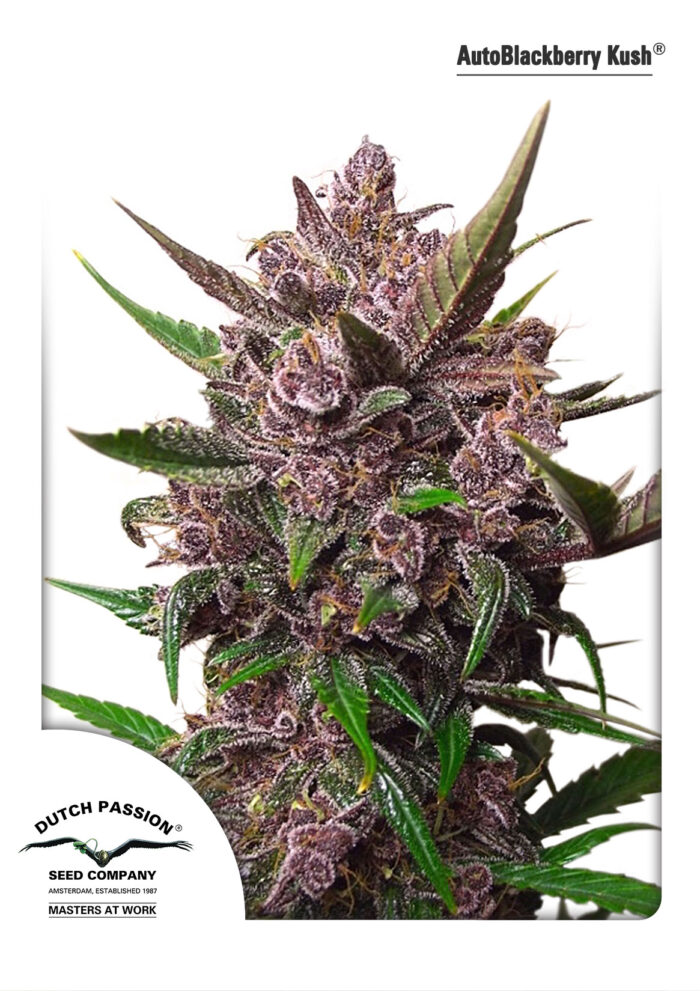 Auto Blackberry Kush
