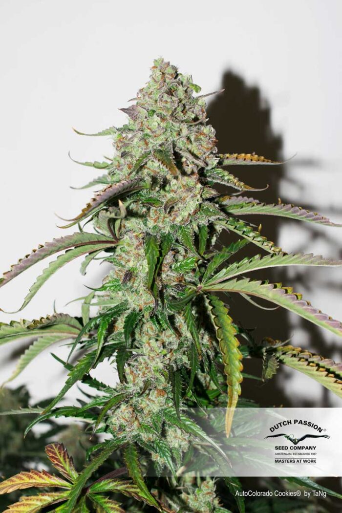 Auto Colorado Cookies