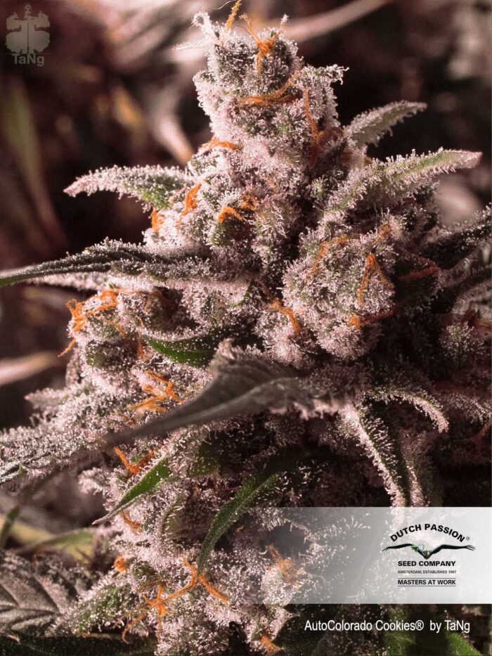 Auto Colorado Cookies