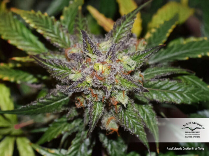 Auto Colorado Cookies