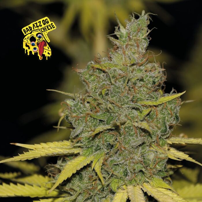 Badazz OG Cheese