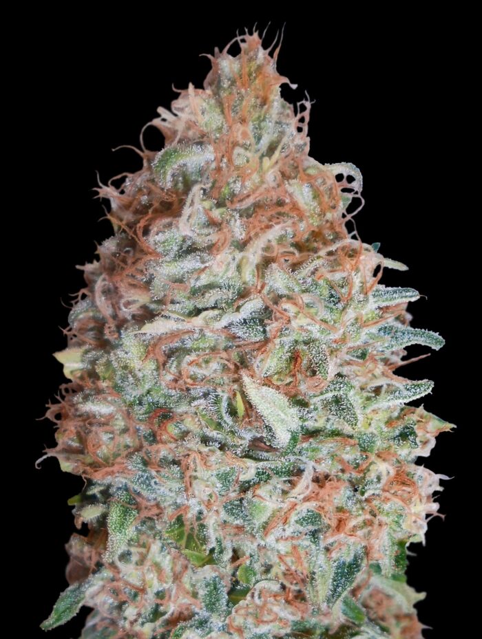 Banana Cookies