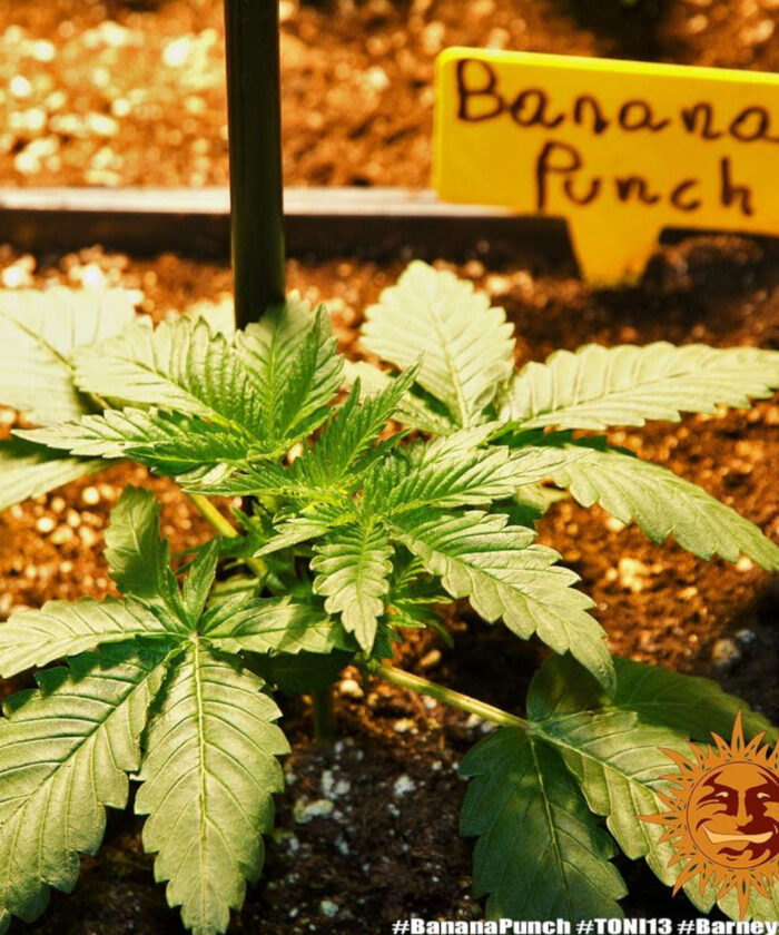 Banana Punch