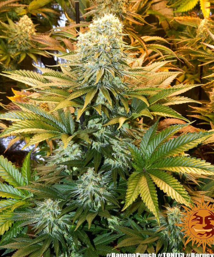 Banana Punch