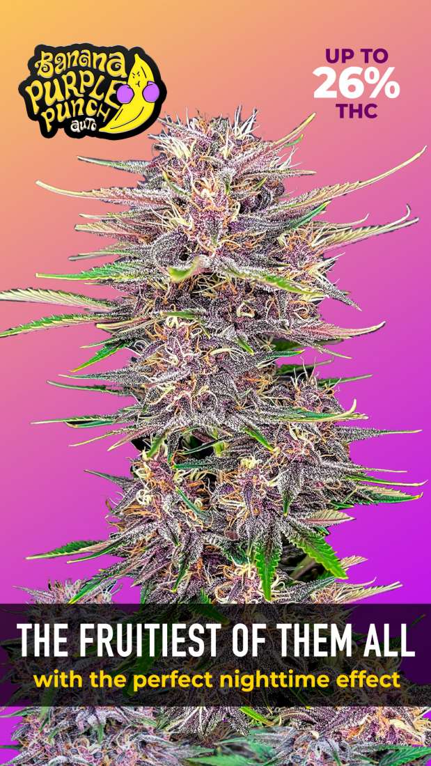 Banana Purple Punch Auto