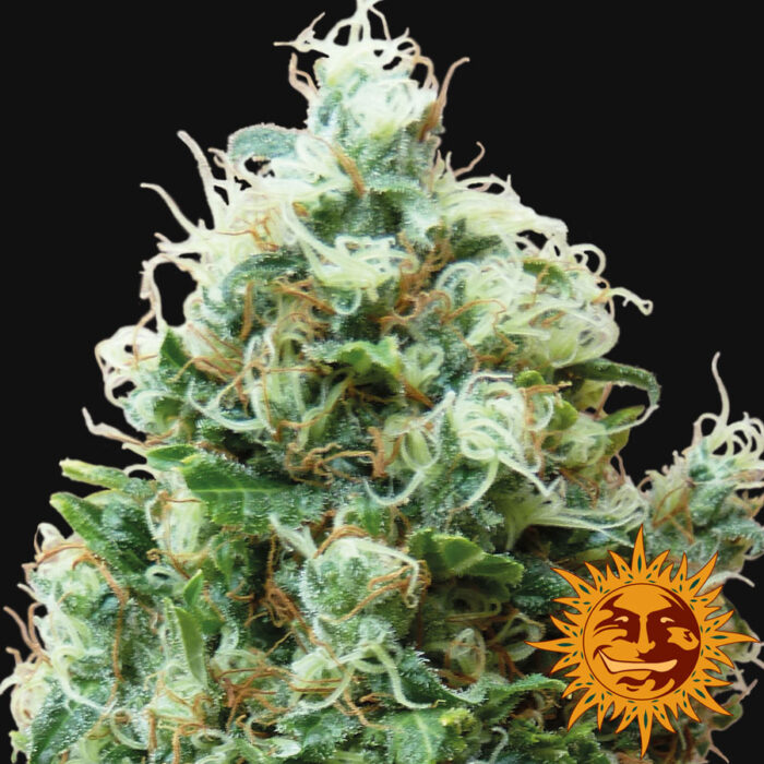 Phatt Fruity