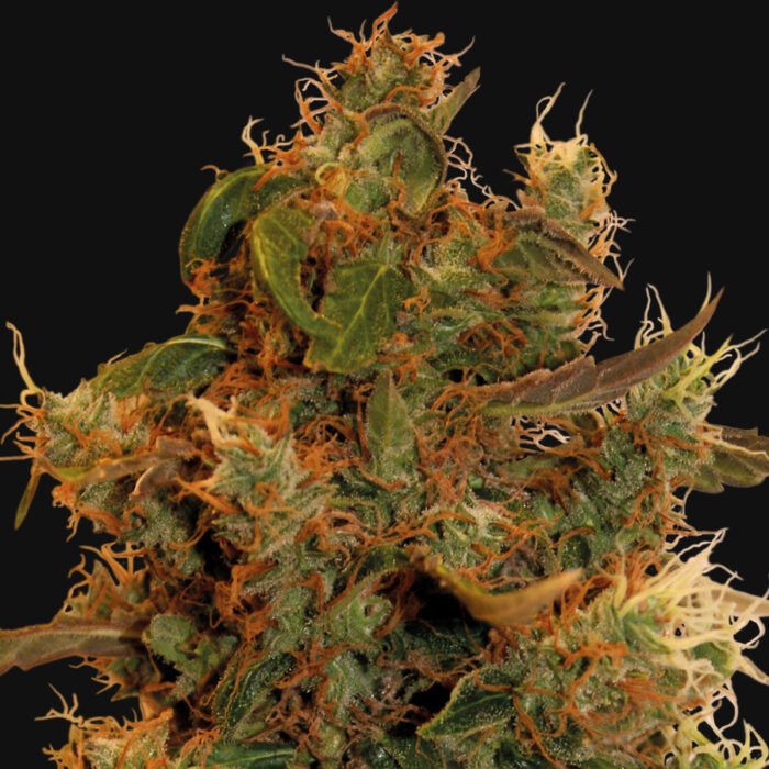 8 Ball Kush