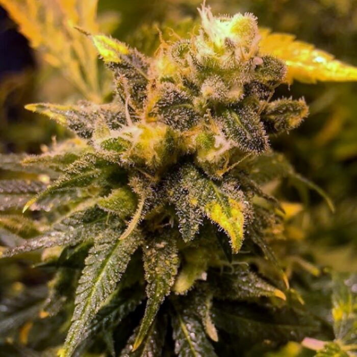 8 Ball Kush