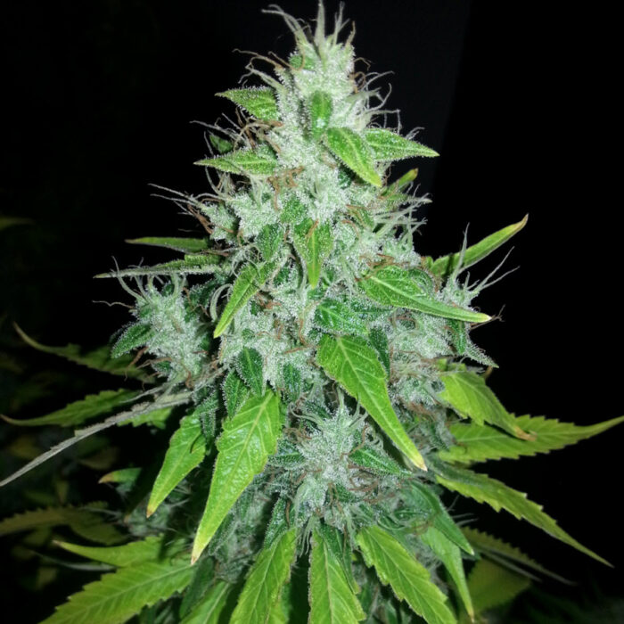 8 Ball Kush