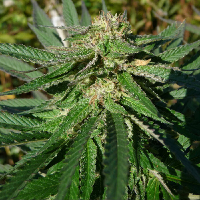 8 Ball Kush