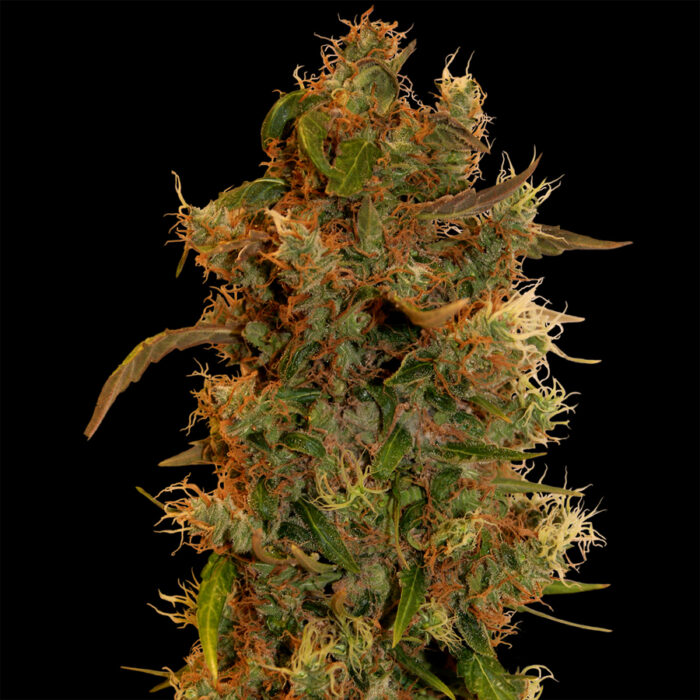 8 Ball Kush