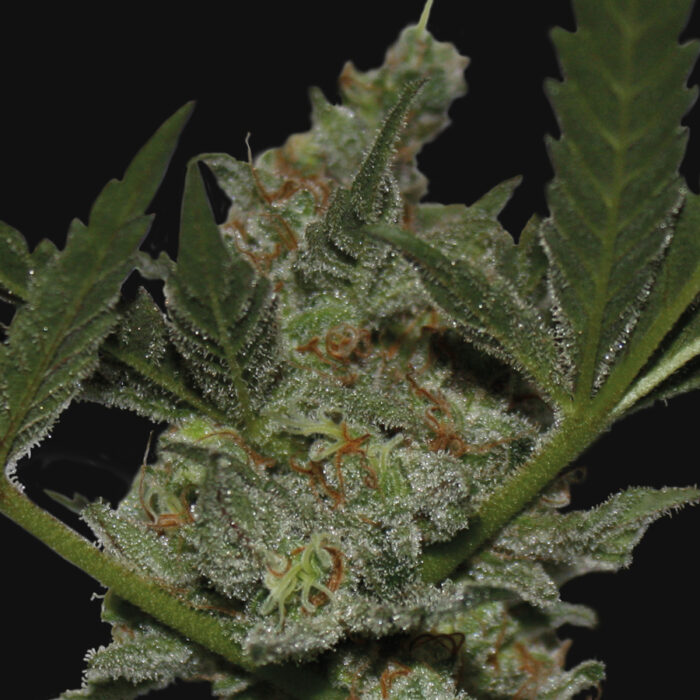 Acapulco Gold