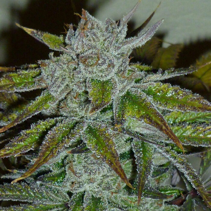 Acapulco Gold