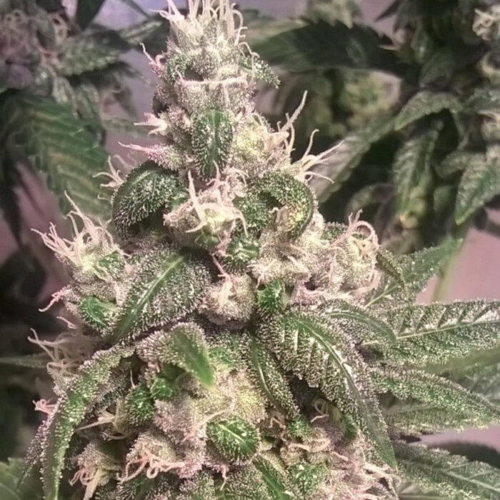 Acapulco Gold