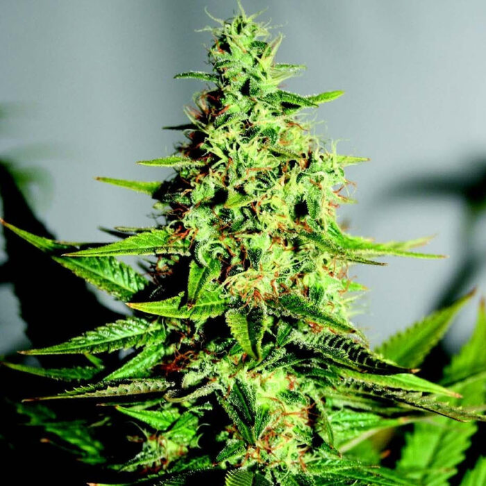 Acapulco Gold