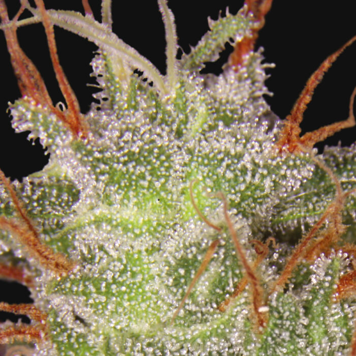 Amnesia Lemon