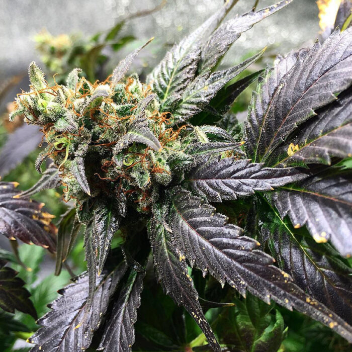 Amnesia Lemon
