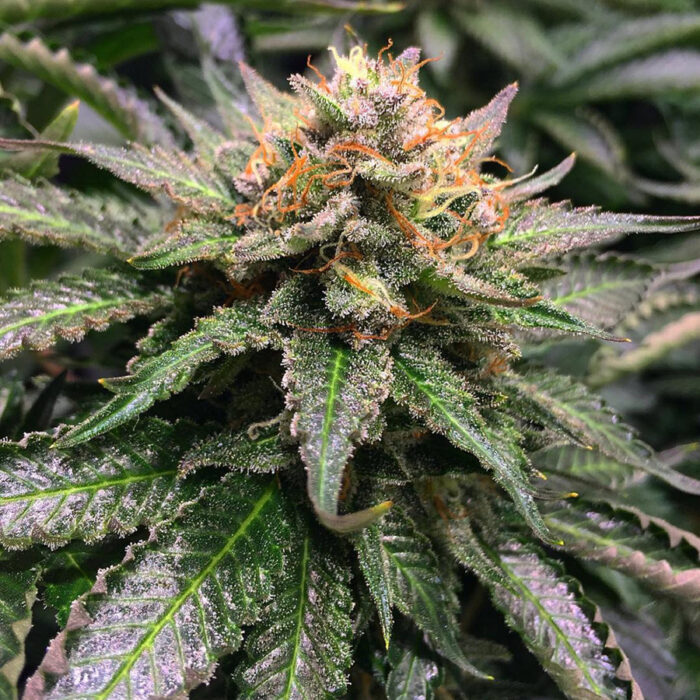 Amnesia Lemon