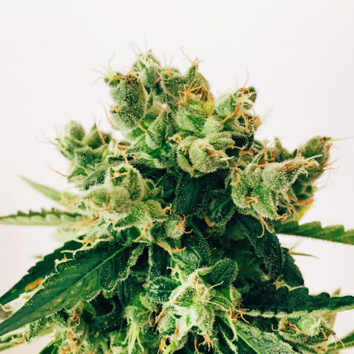Amnesia Lemon