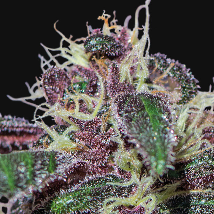 Ayahuasca Purple