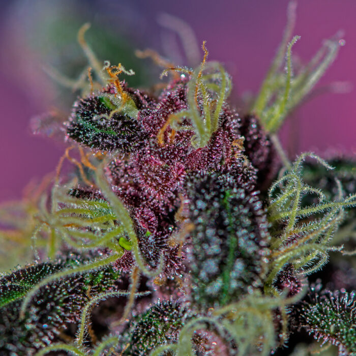 Ayahuasca Purple