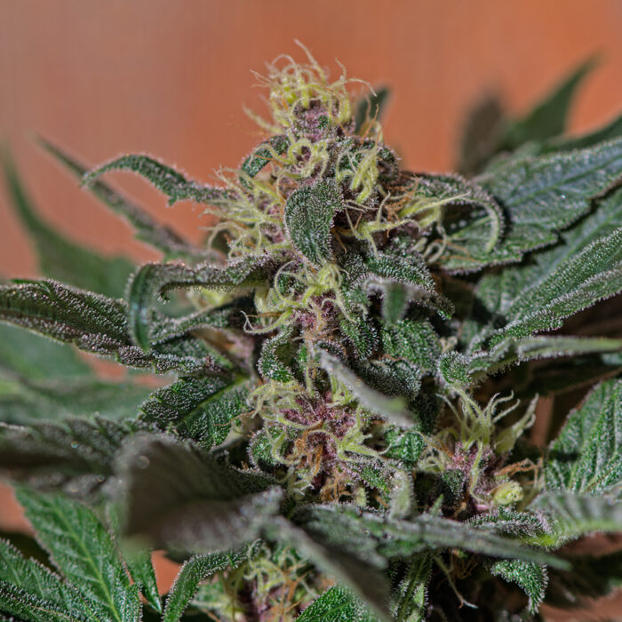 Ayahuasca Purple