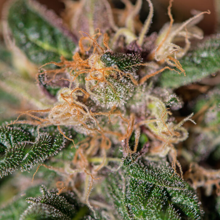 Ayahuasca Purple