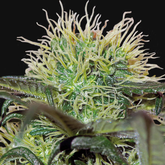 Bad Azz Kush