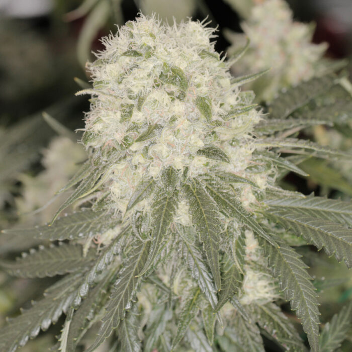 Bad Azz Kush