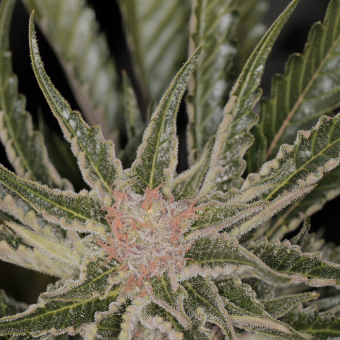 Bad Azz Kush
