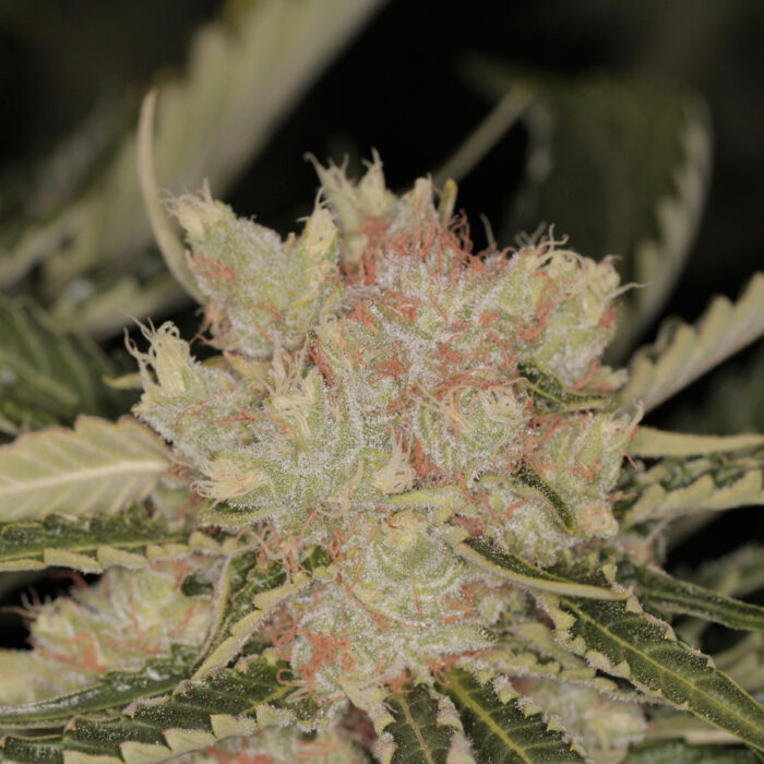 Bad Azz Kush