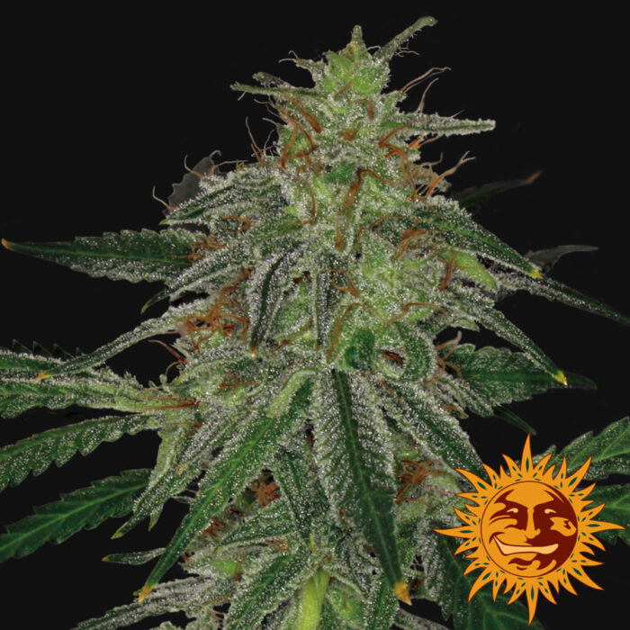 Blue Mammoth Auto