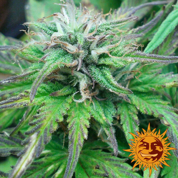 Blue Mammoth Auto