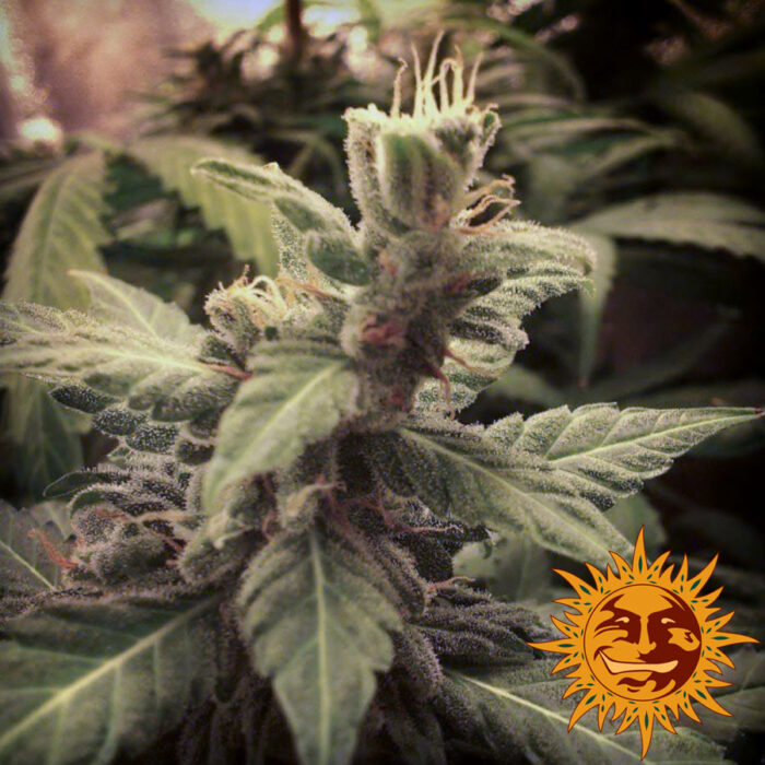 Blue Mammoth Auto
