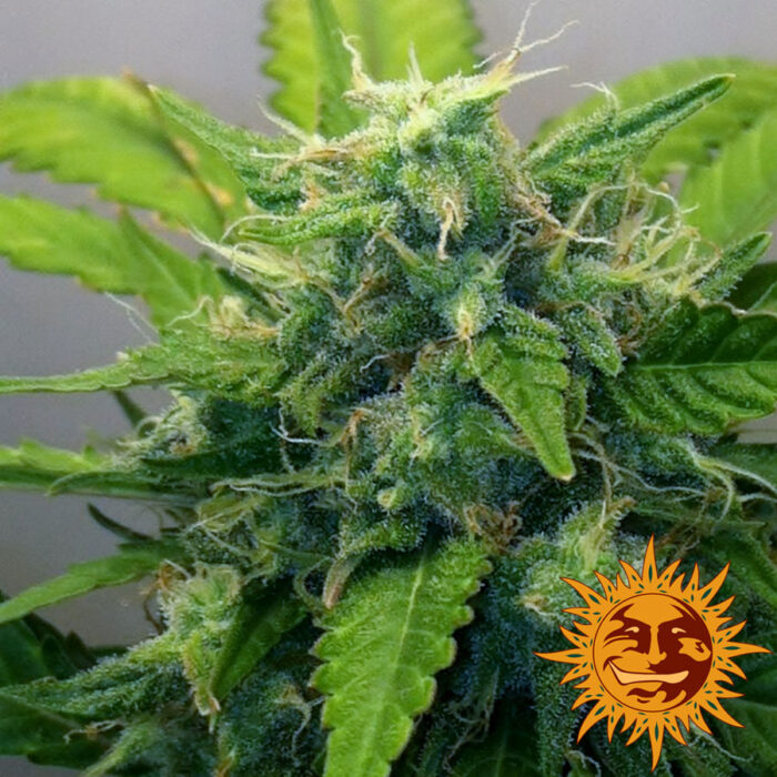 Blue Mammoth Auto