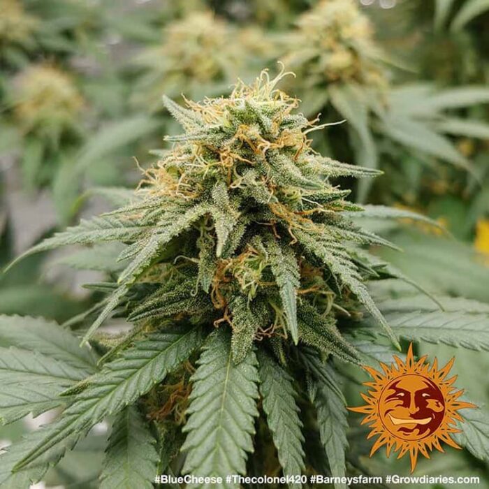 Blueberry Cheese