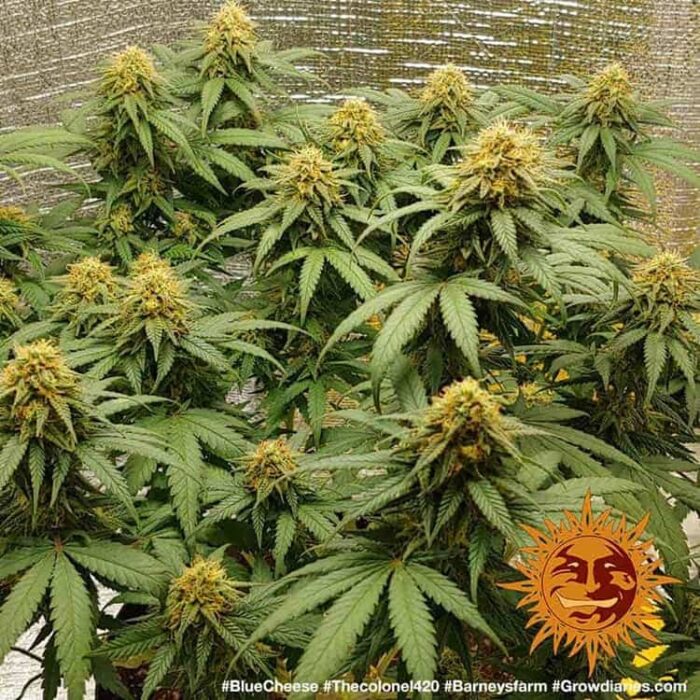 Blueberry Cheese