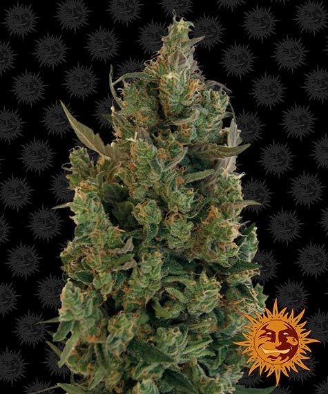Blueberry Cheese